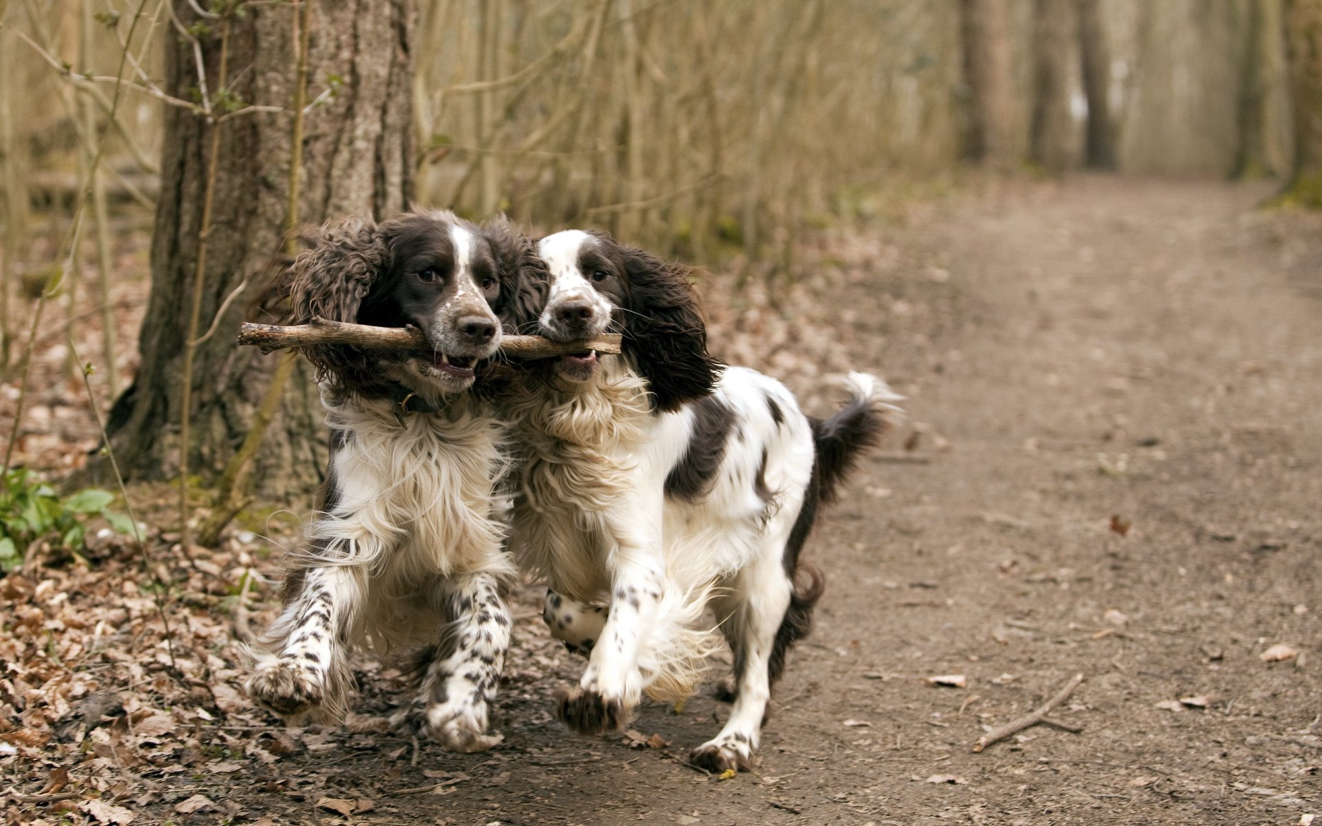 dogs friends walk
