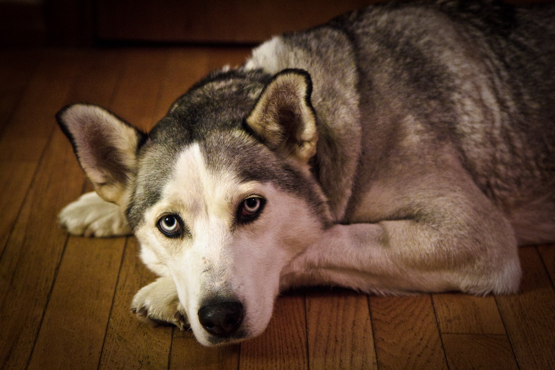 hund freund haus