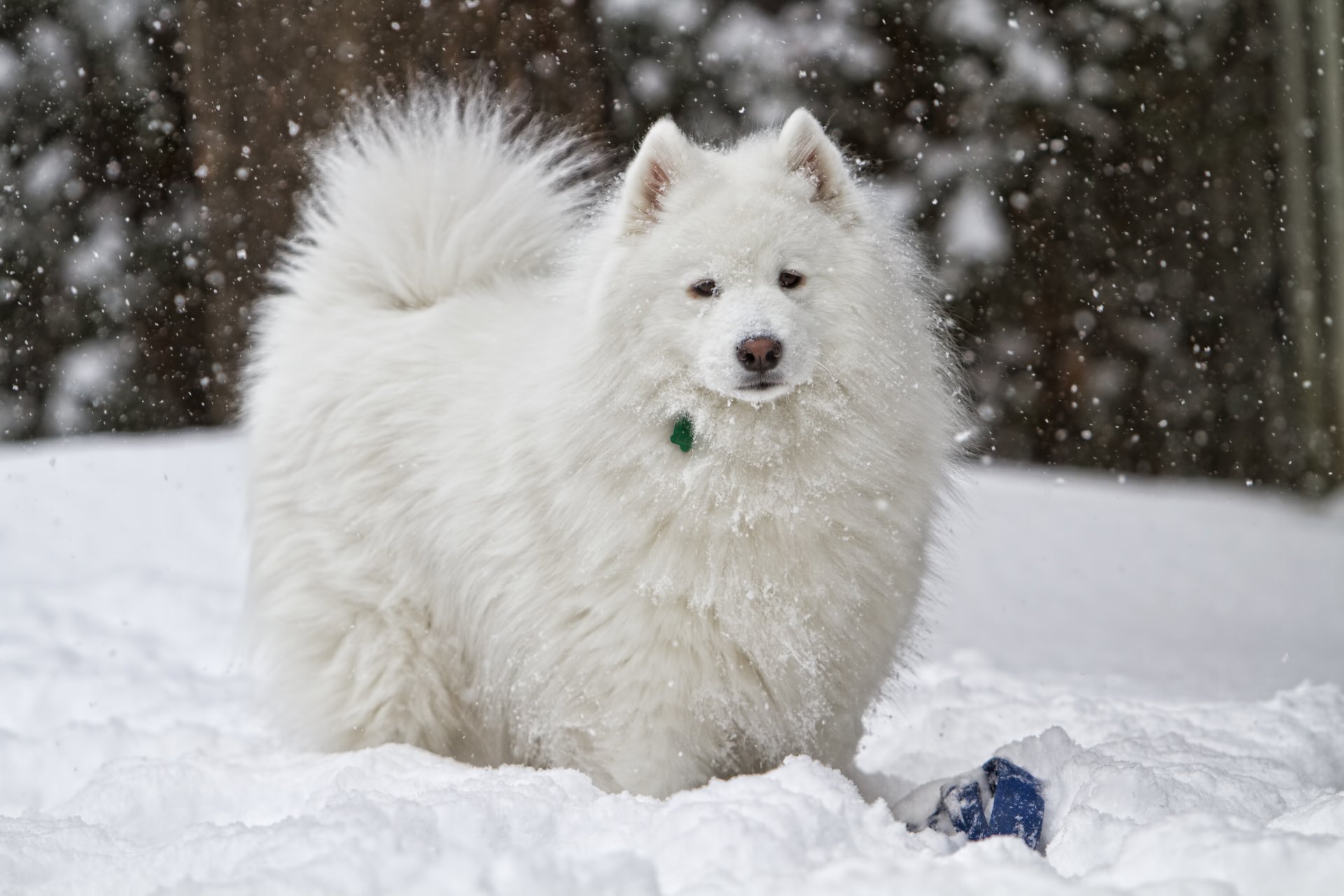 hund weiß schnee winter