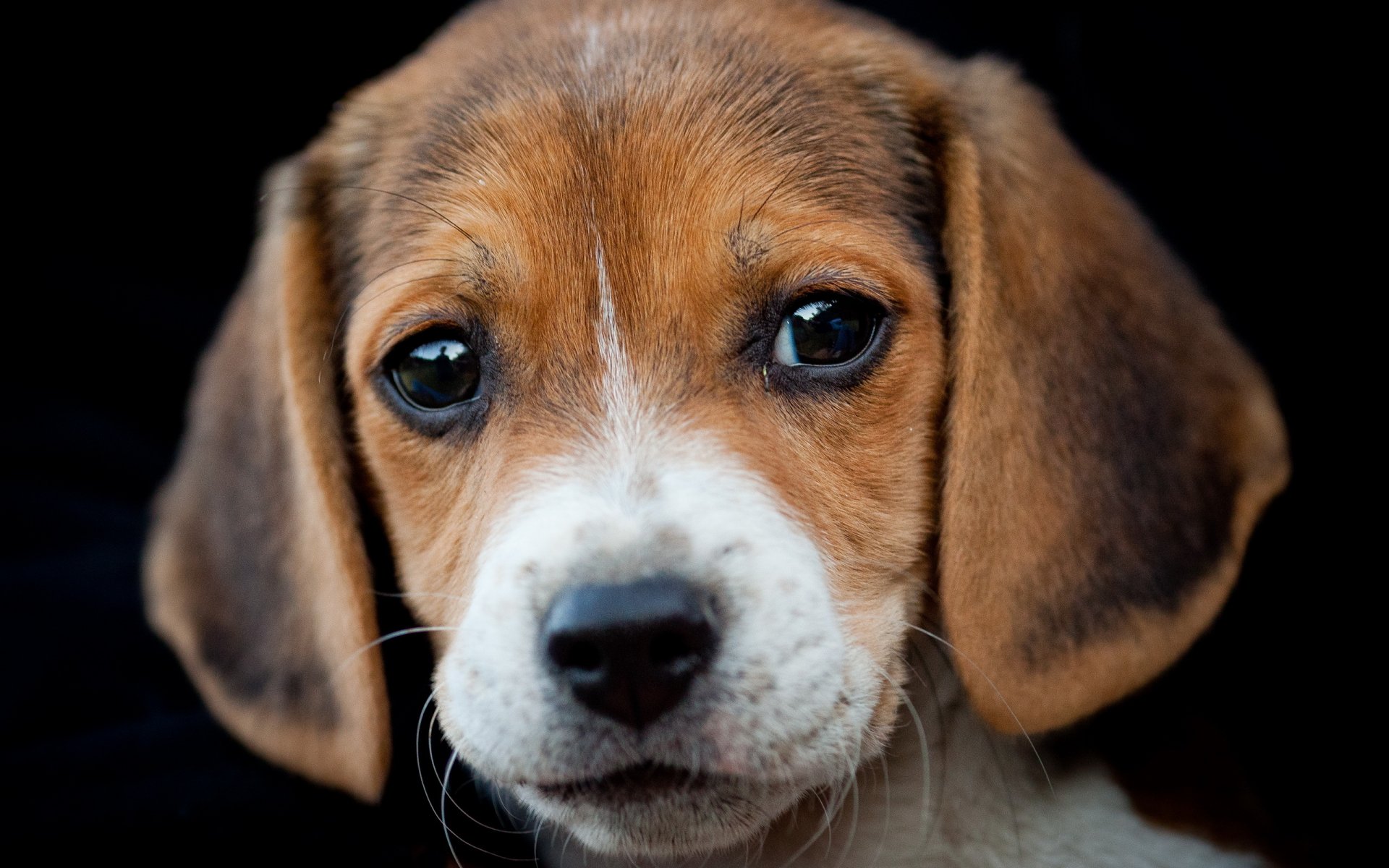 dog beagle portrait