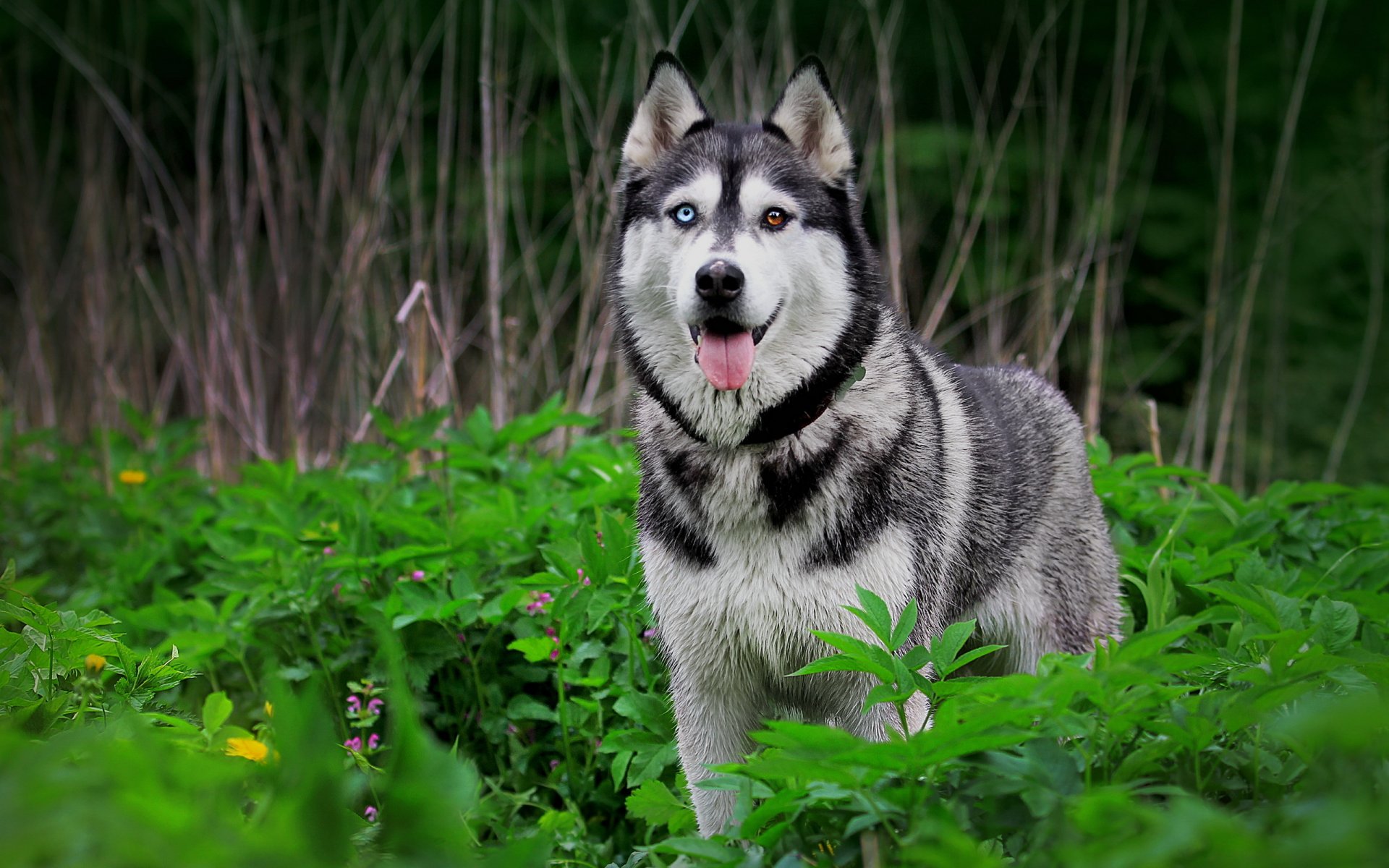 hund huskus natur
