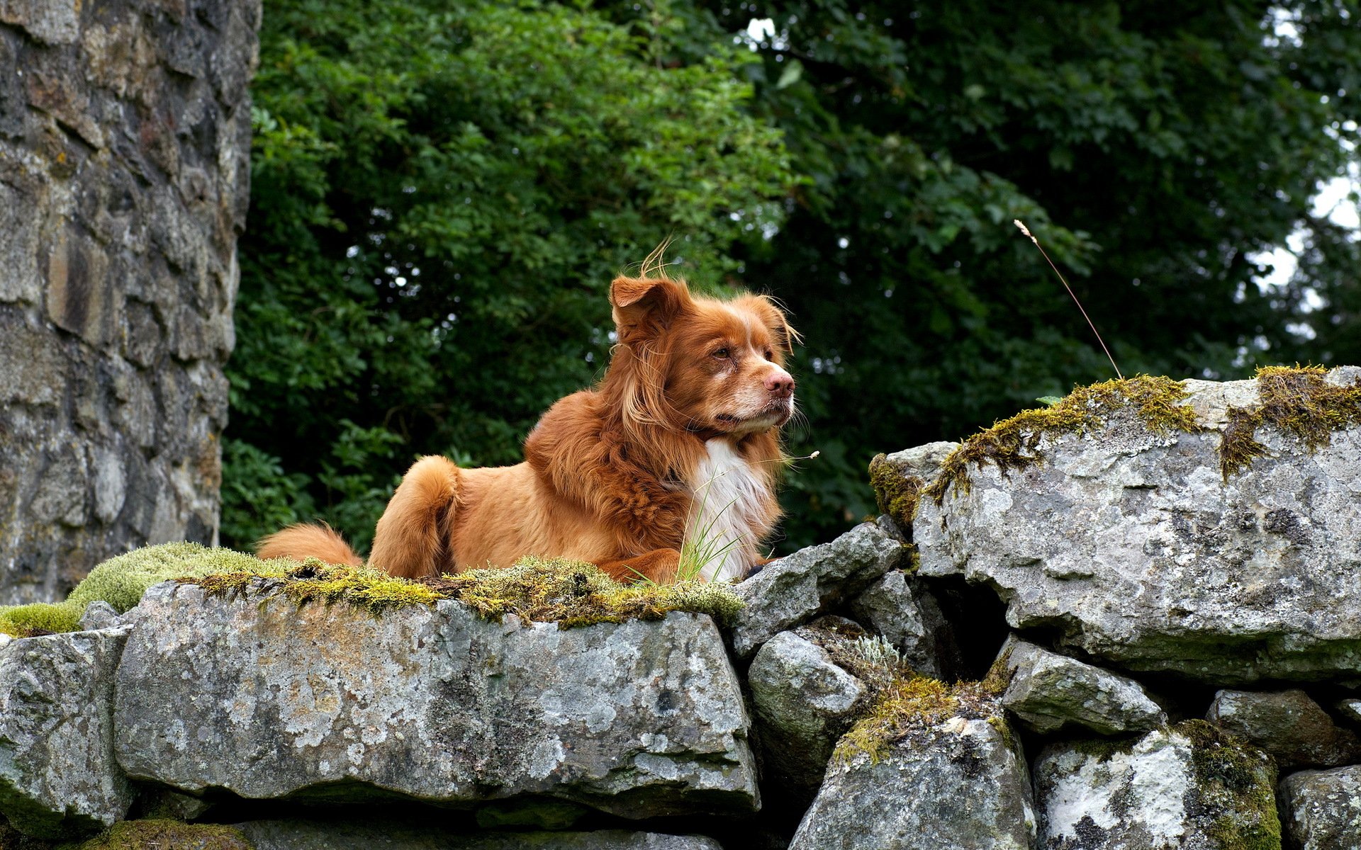 dog retriever nature