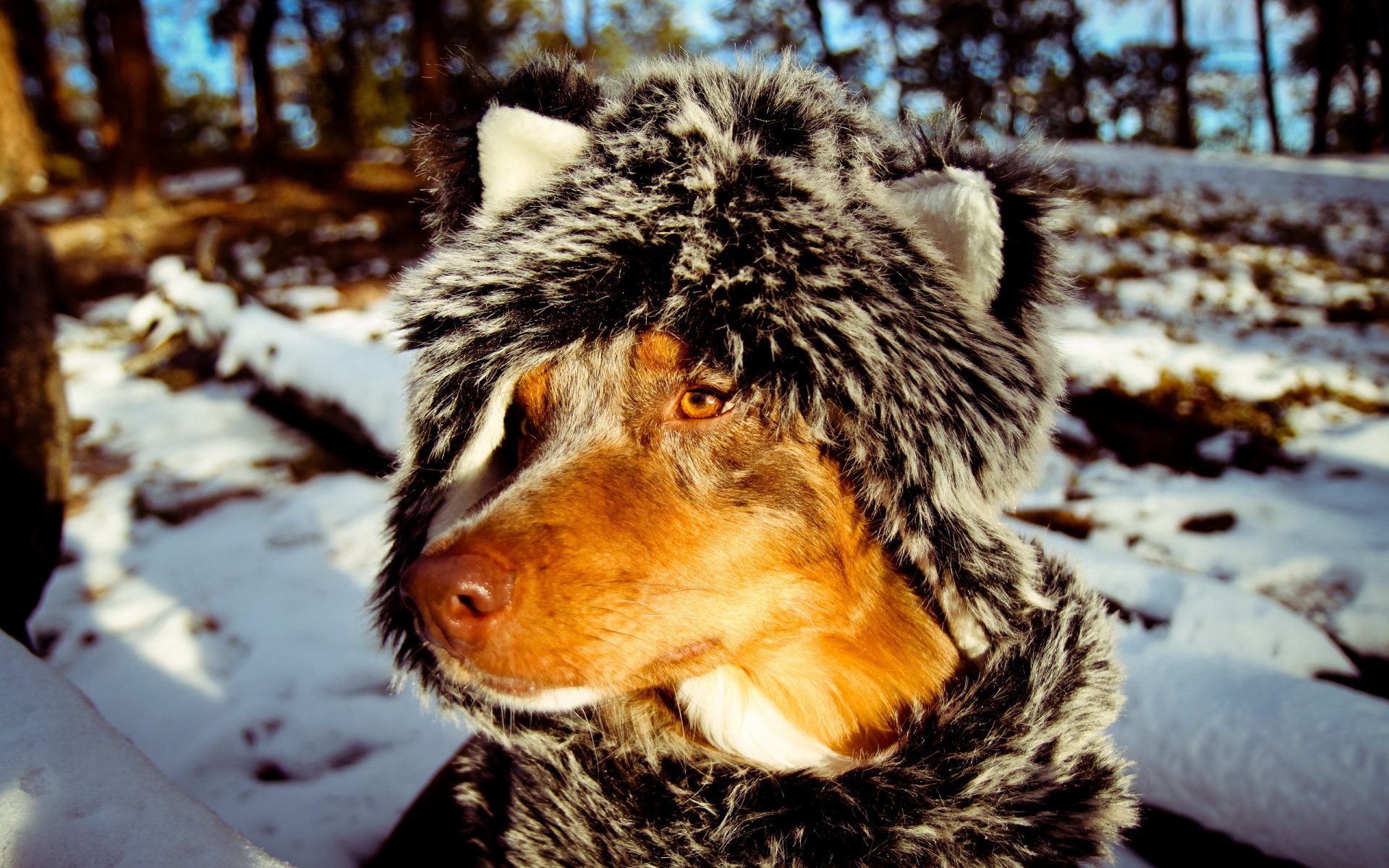chien écharpe ami