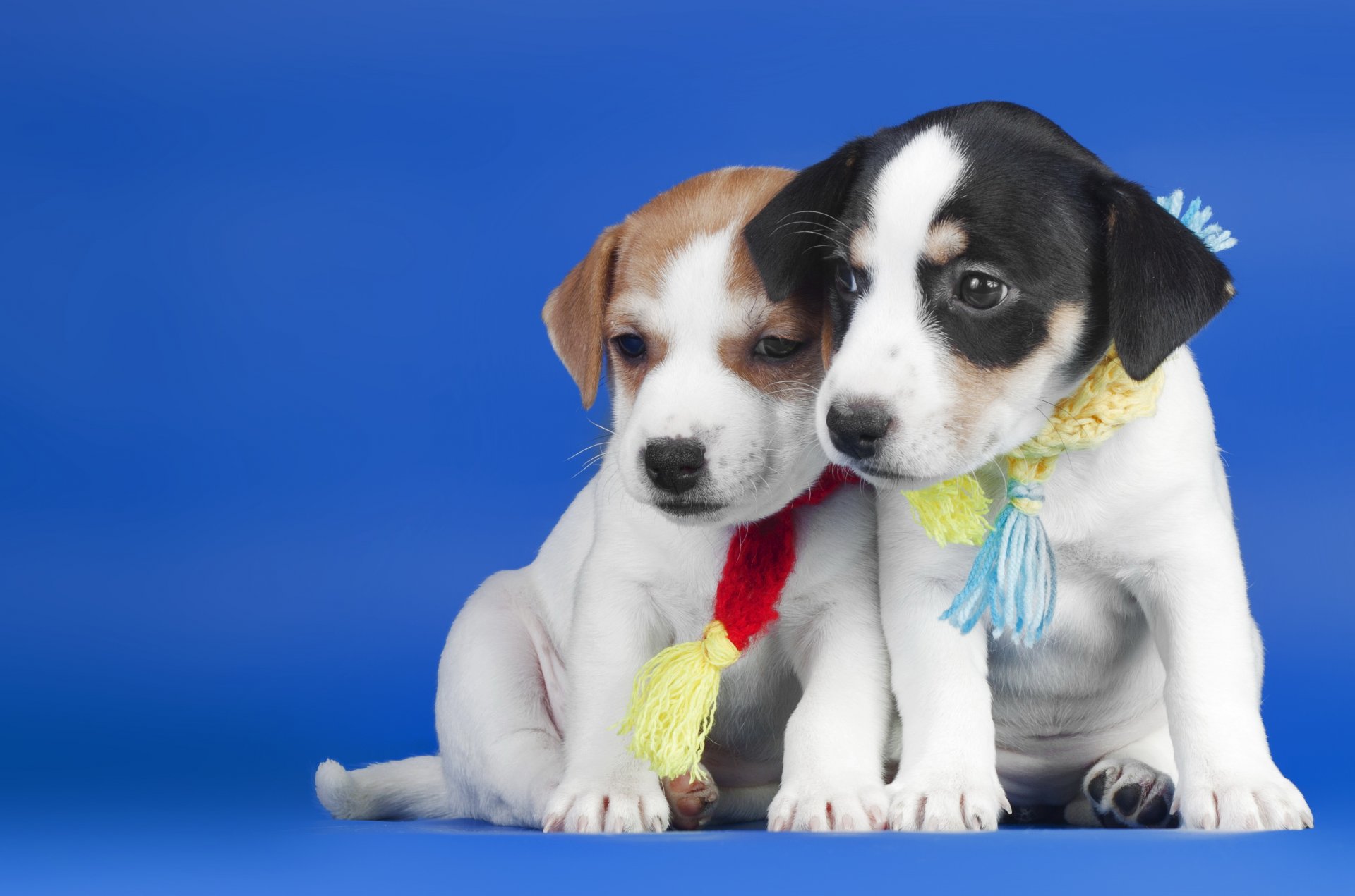 perros cachorros amigos