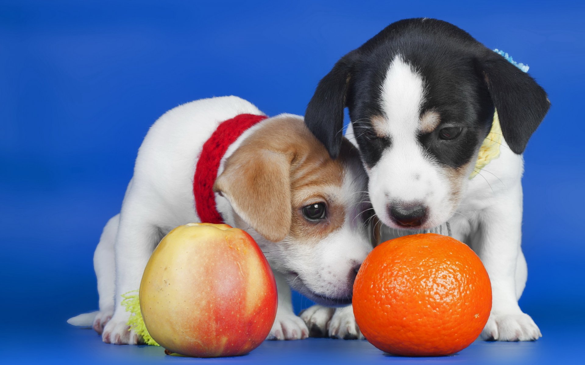 welpen apfel orange