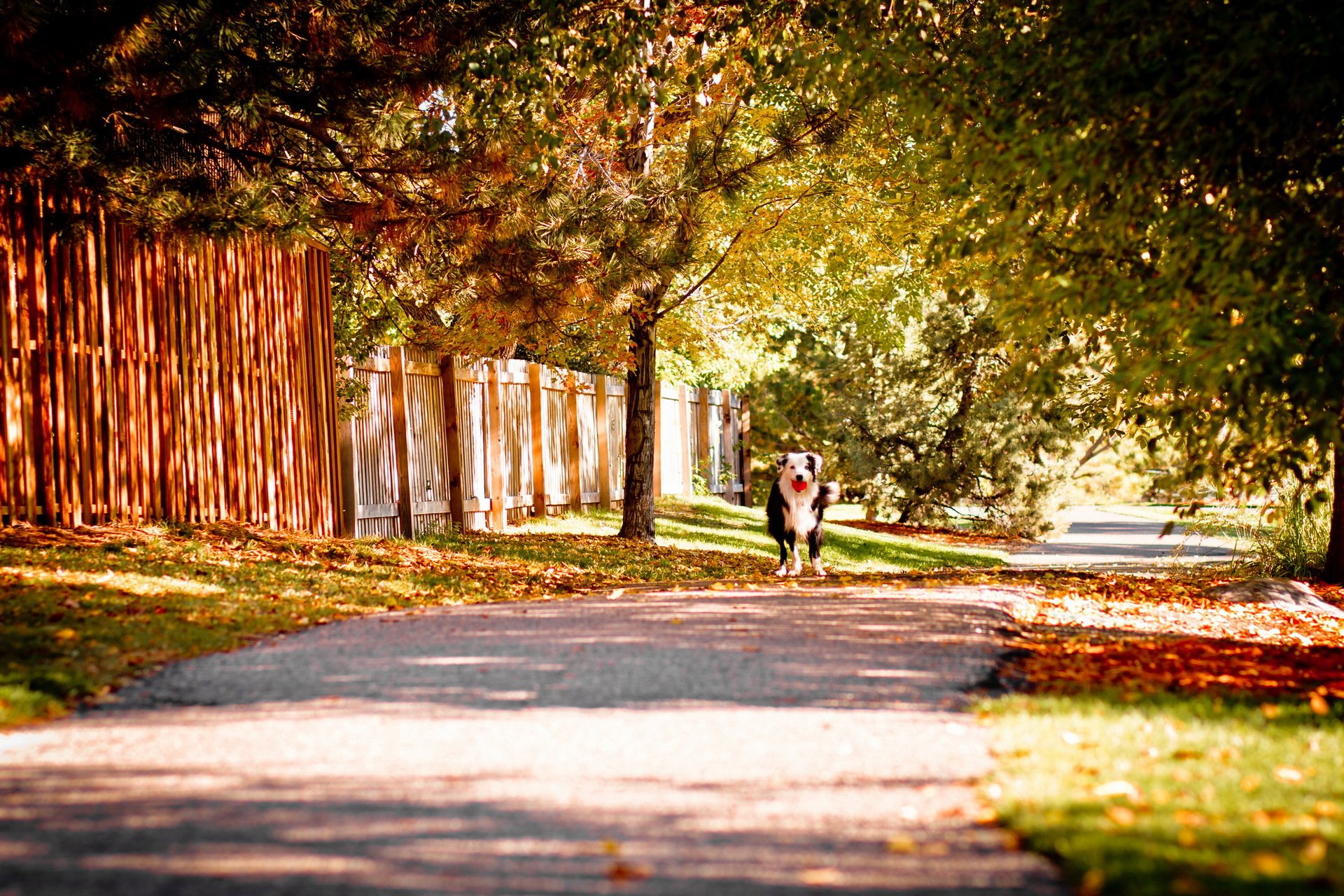 straße herbst hund