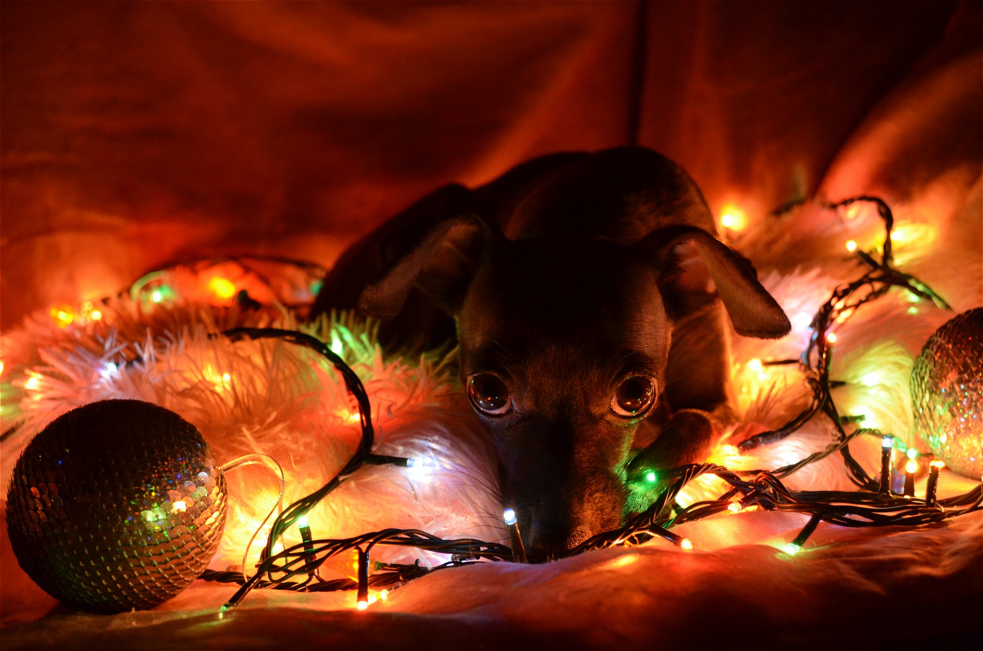 dog lights sadness new year hope