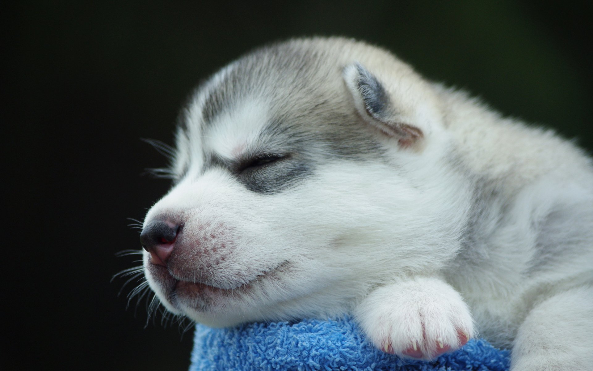 hund welpe hintergrund