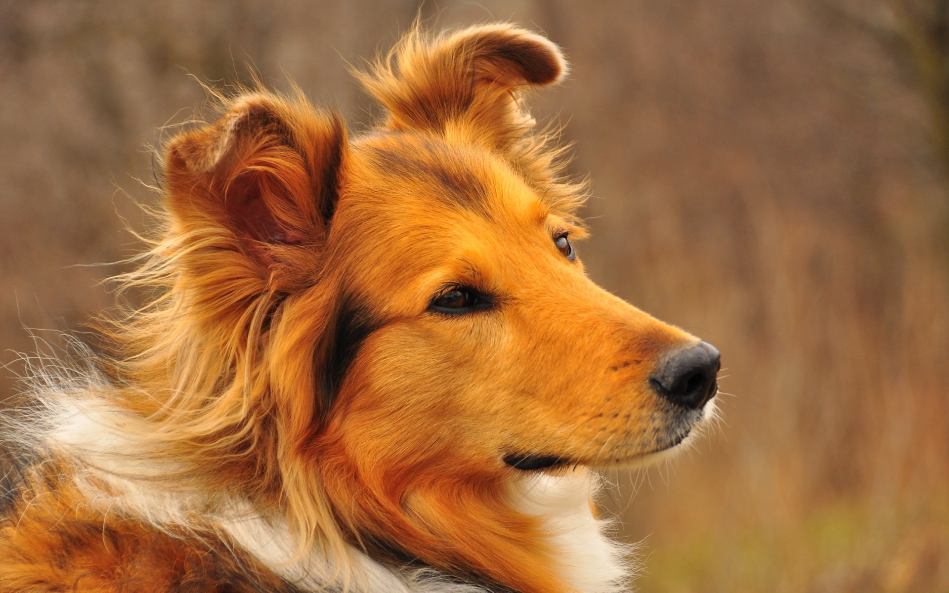 chien regard ami