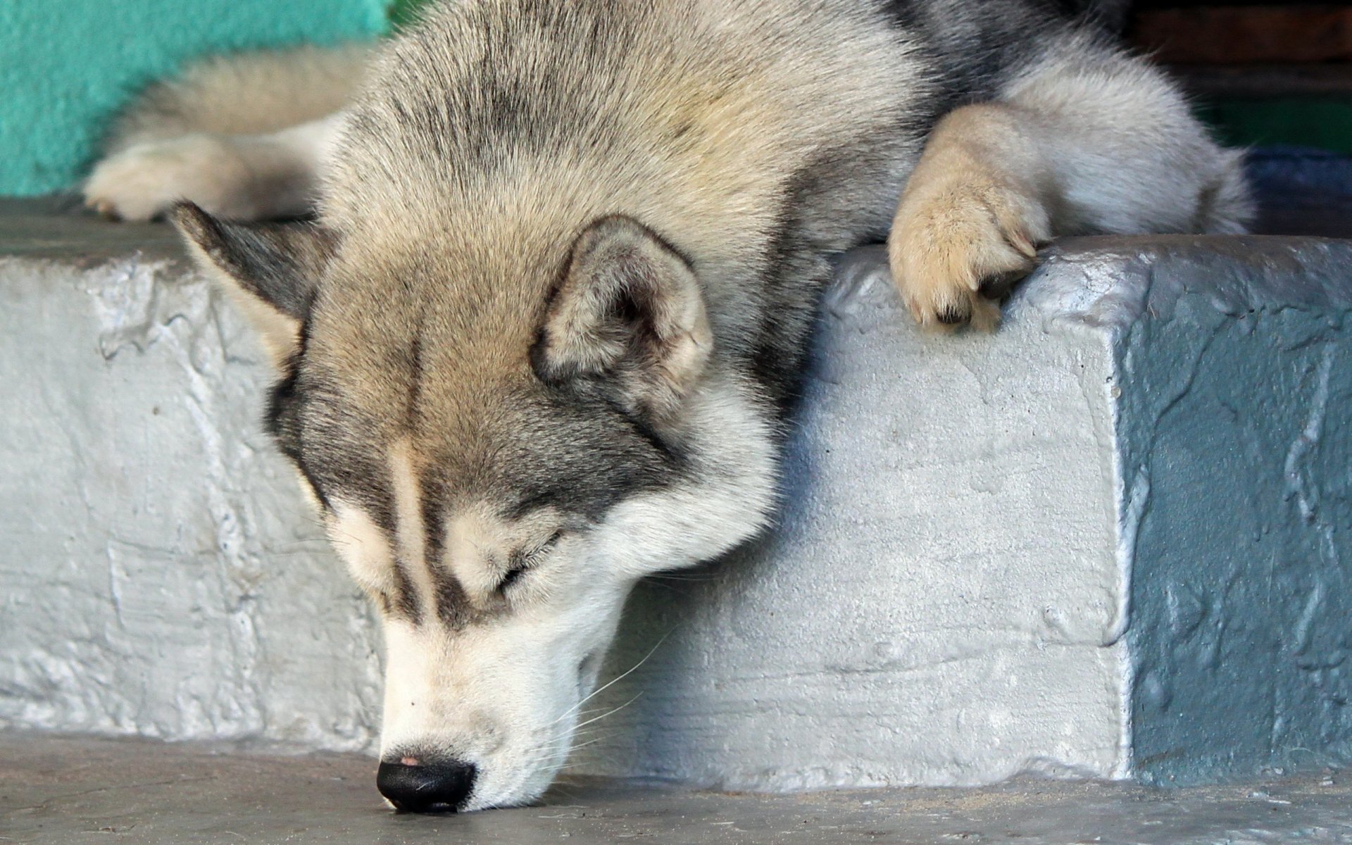 chien ami repos