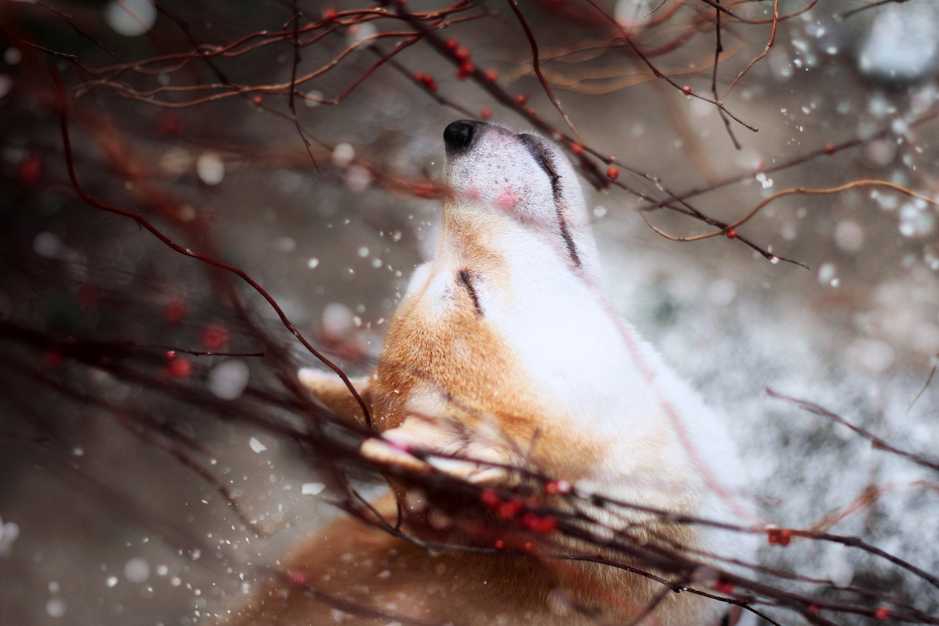 chien nature fond