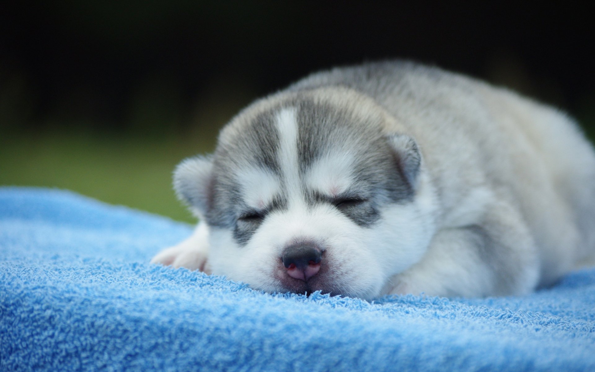 chien chiot fond confort