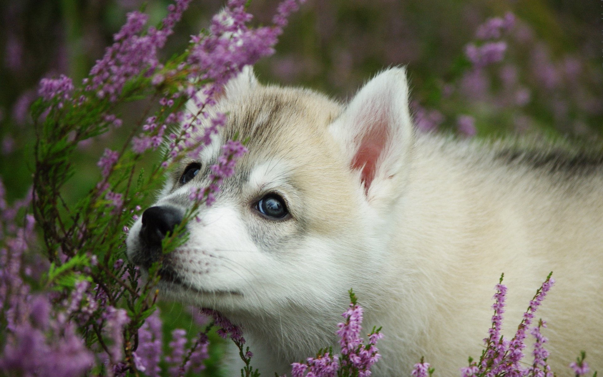 chien chiot fleurs