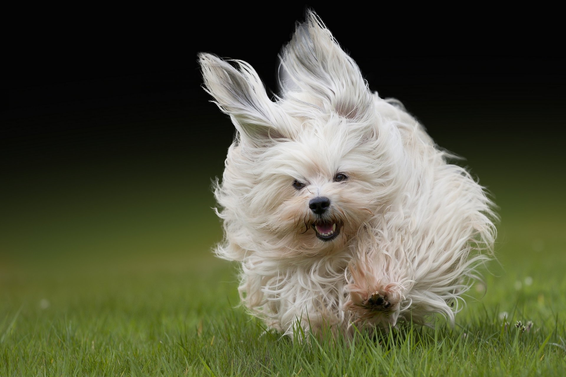 havanese running wool gra