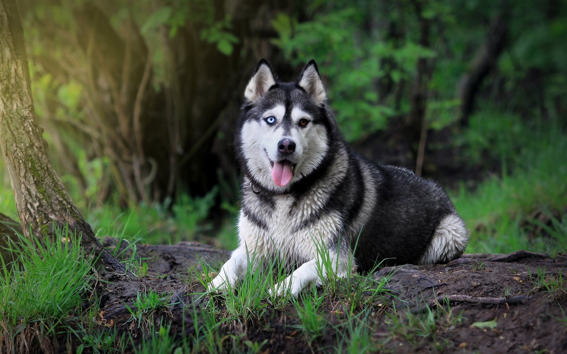 siberian huskus hund blick