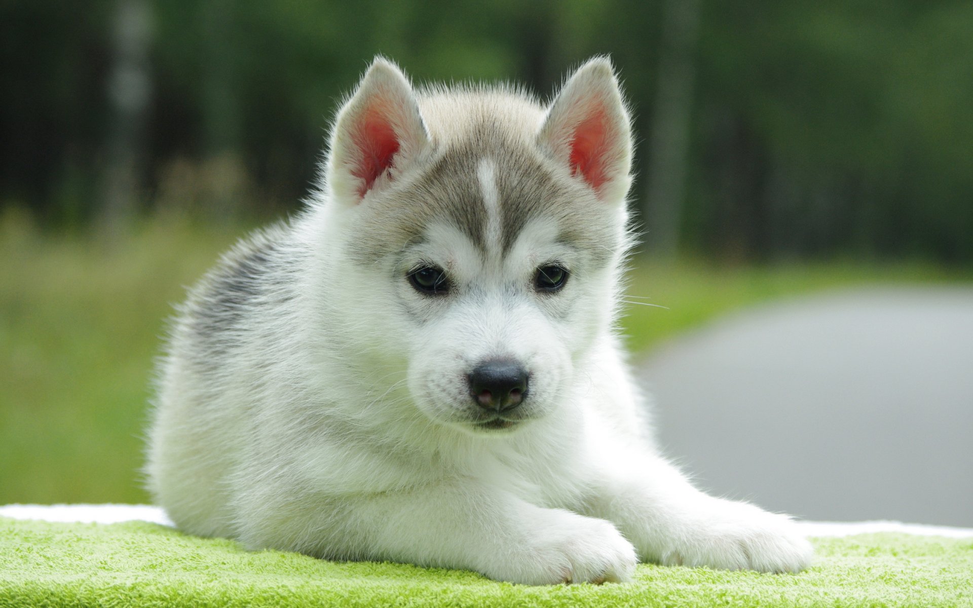 dog puppy background