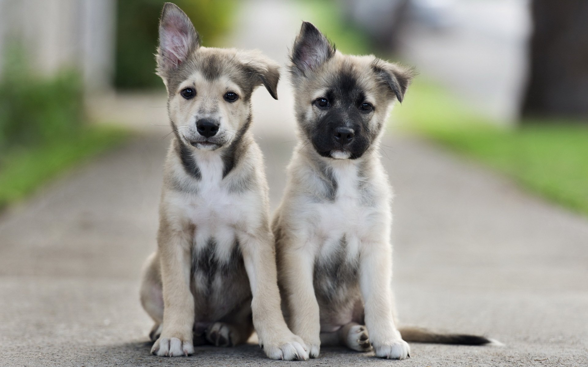 perros cachorros amigos