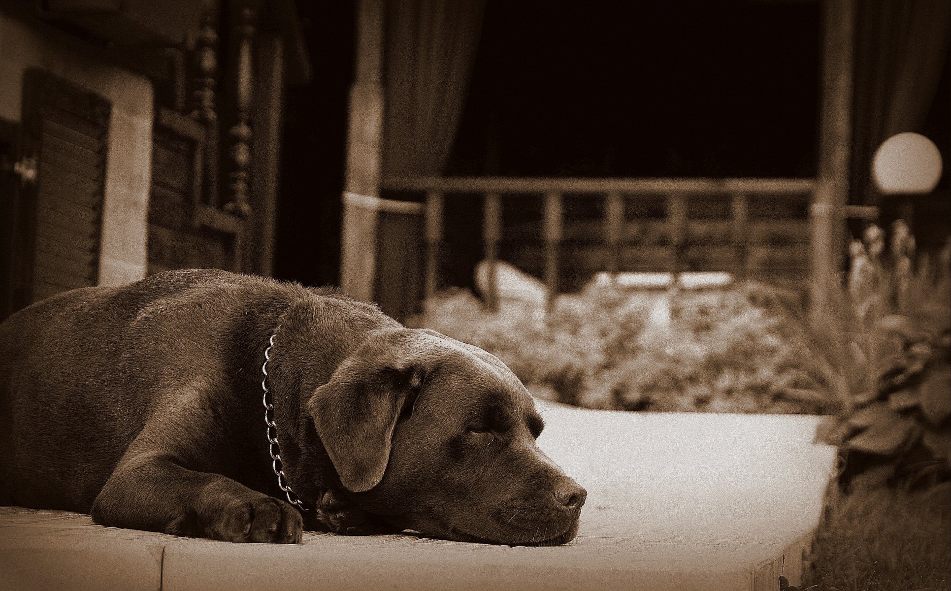 peter dog dream dog