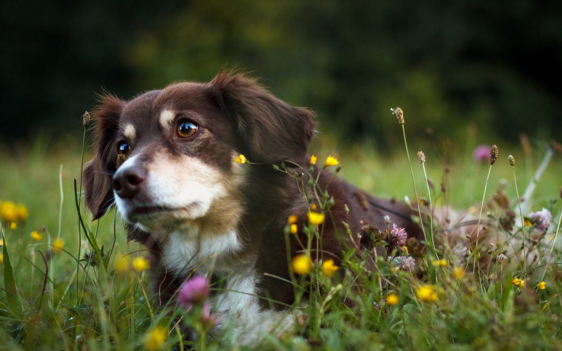 cane amico natura
