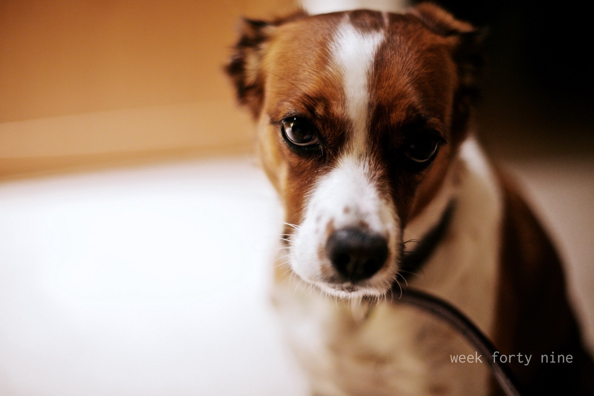 chien vue fond