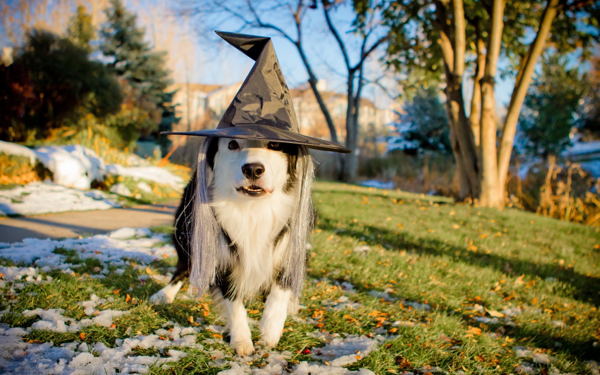 chien chapeau vacances