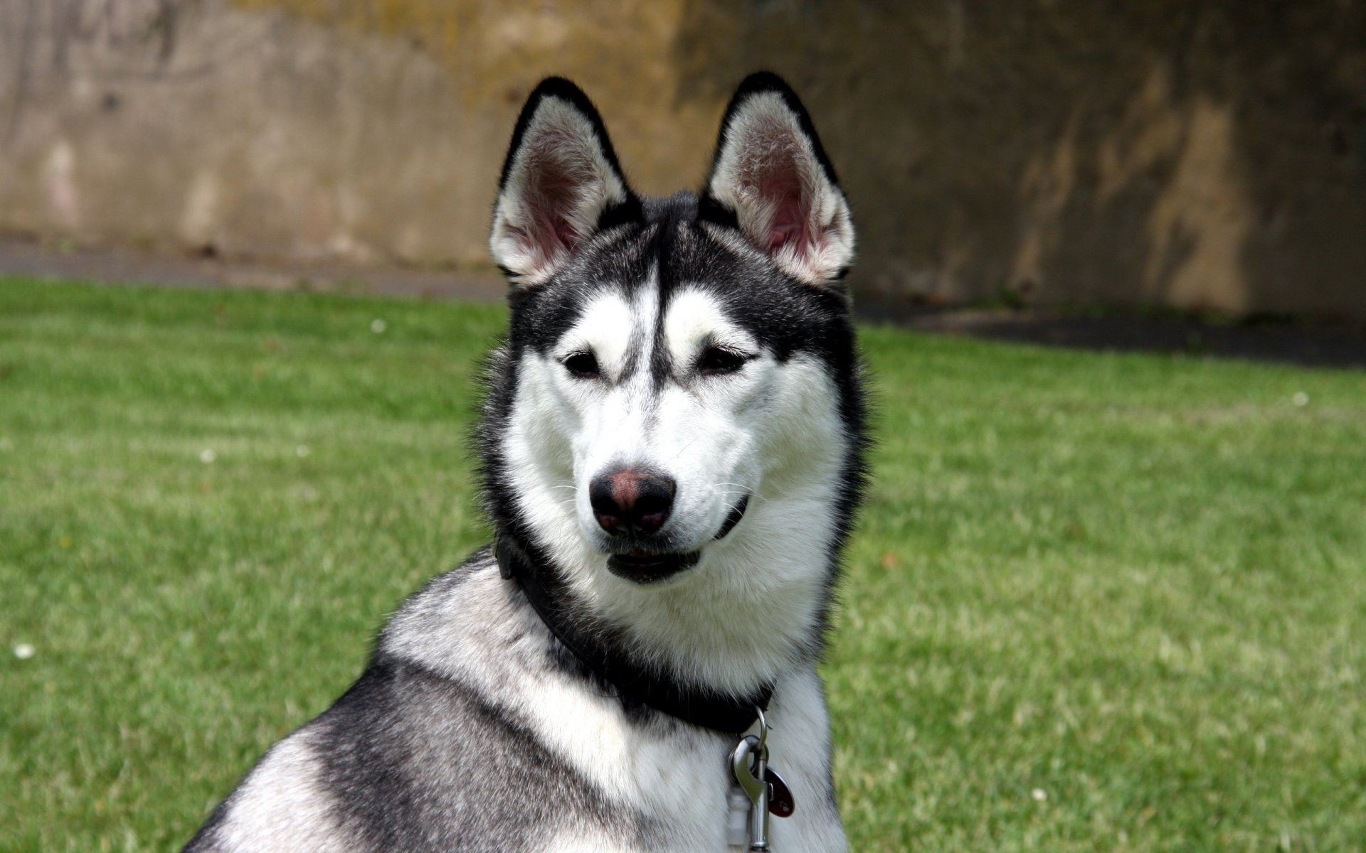 chien husky chien museau oreilles nez collier mousqueton