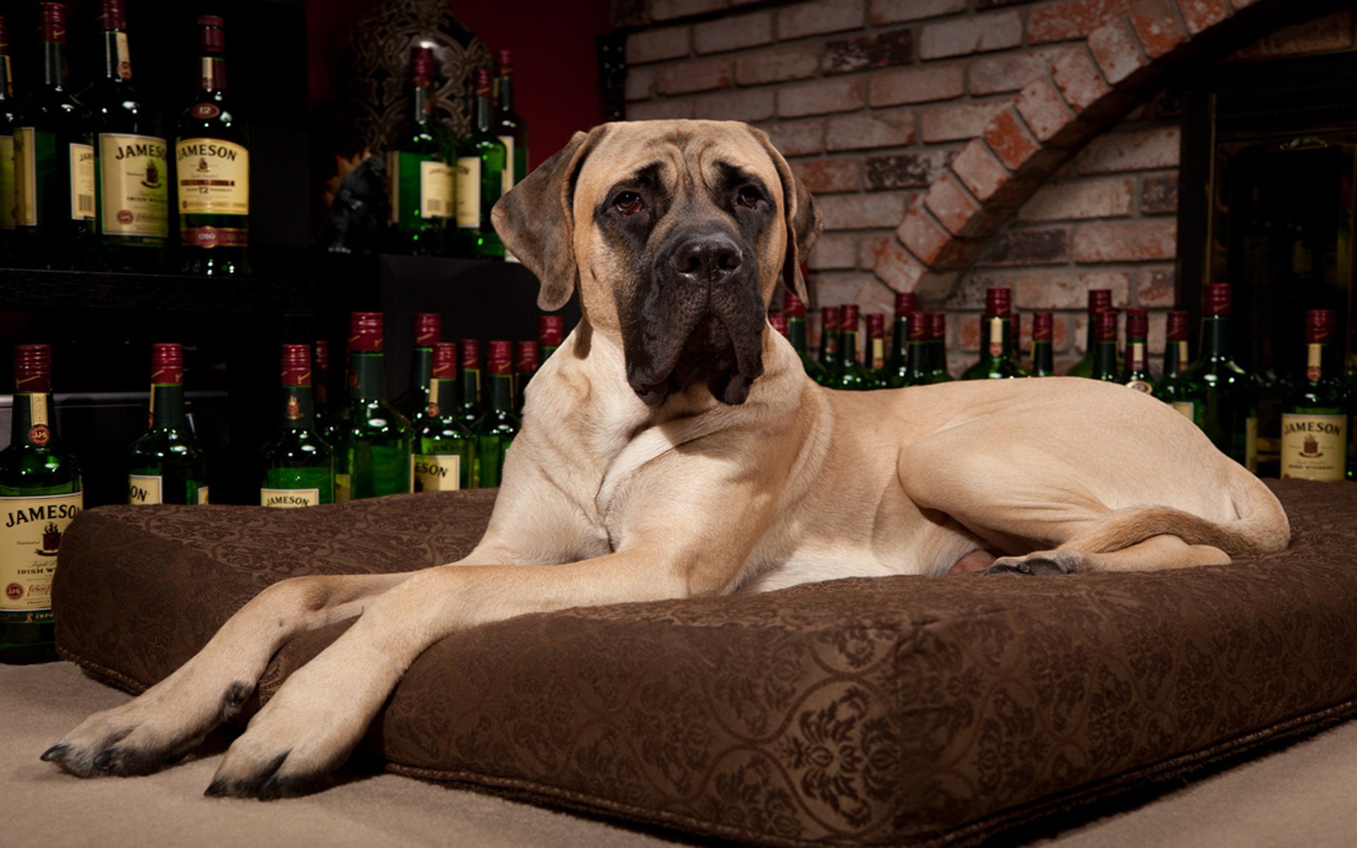 mastino cuscino whisky jameson