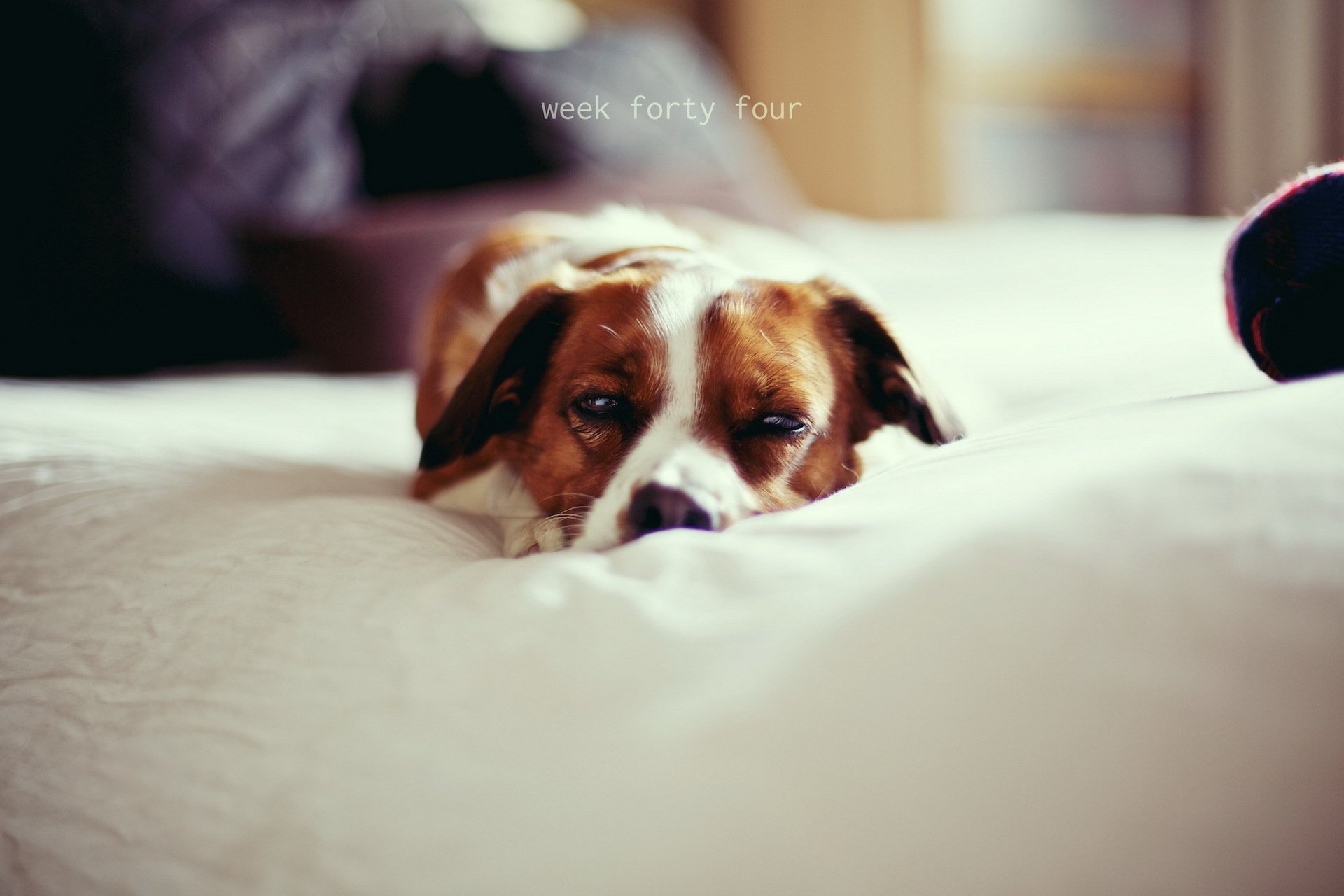 chien maison confort