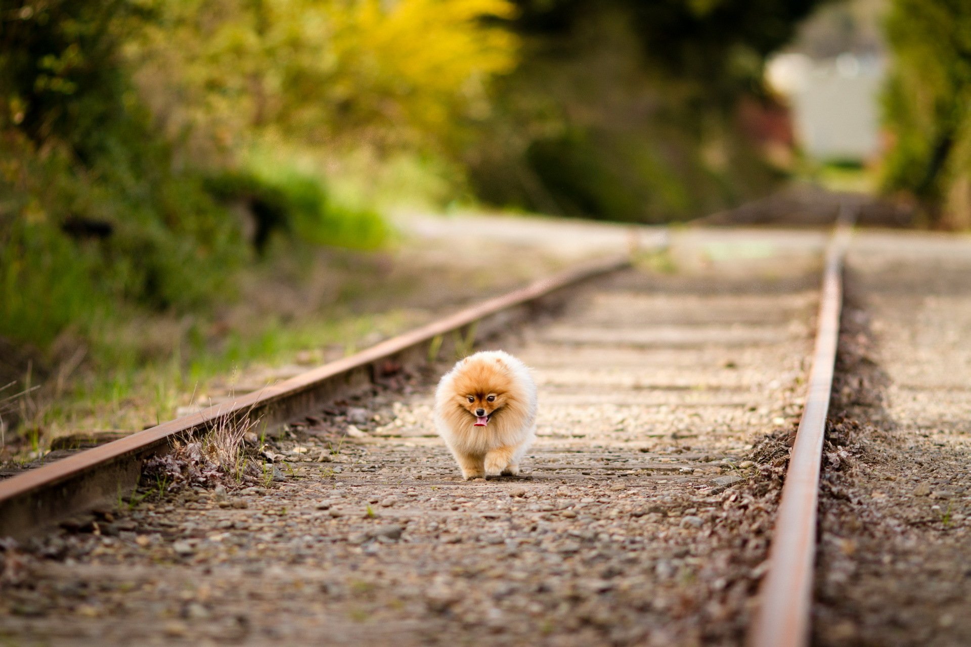 dog road walk