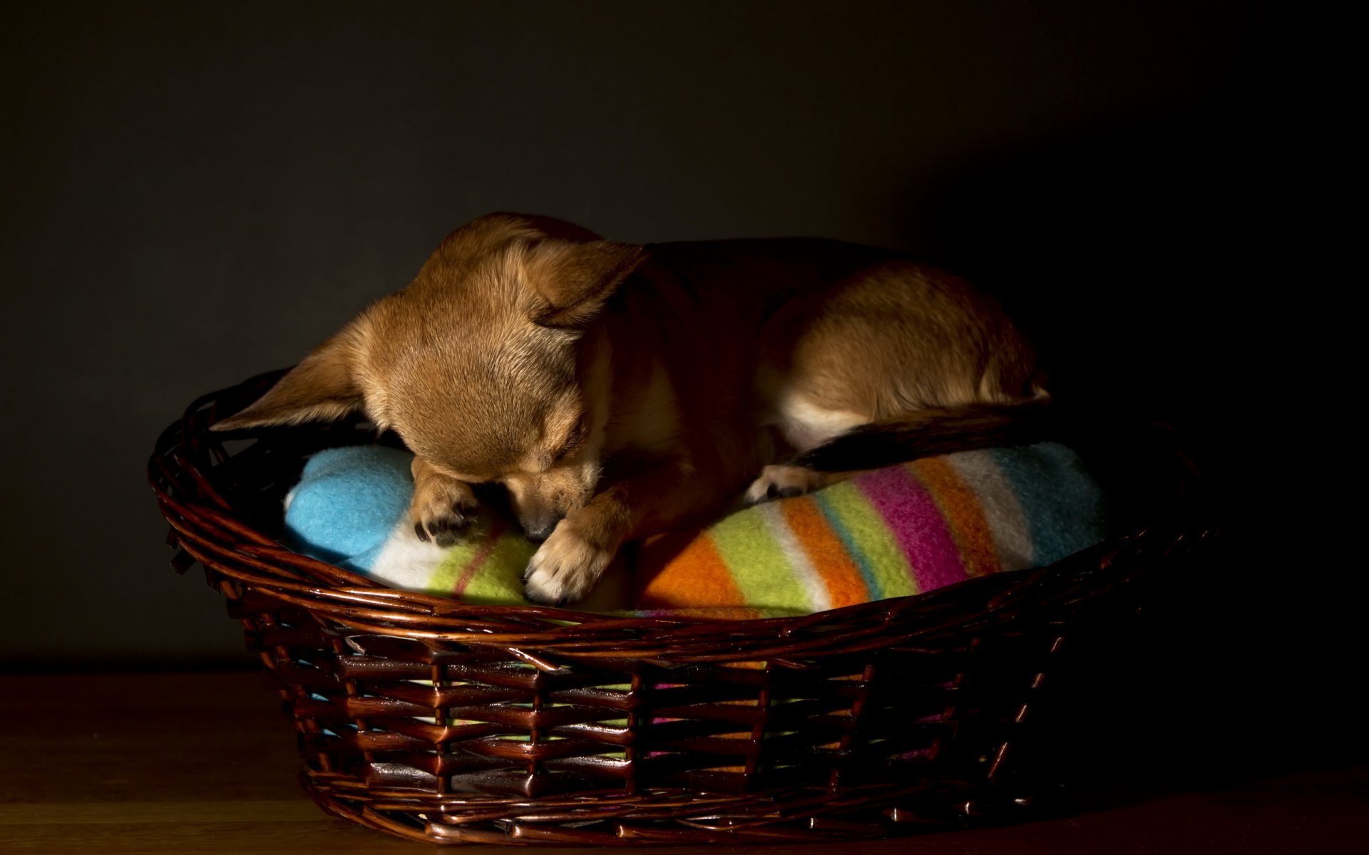 chihuahua pies dom