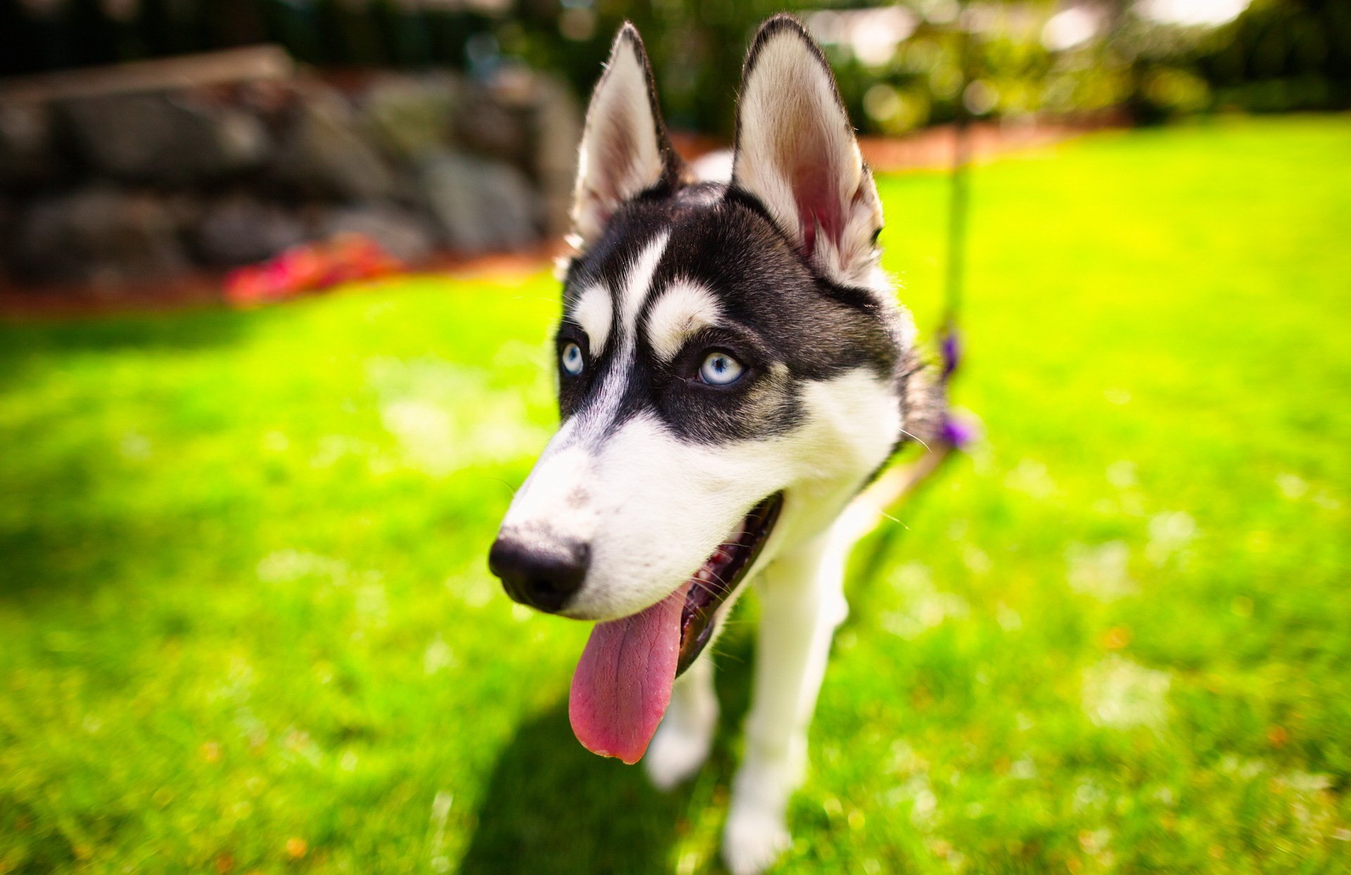 husky husky chien chien vue yeux museau langue herbe verdure