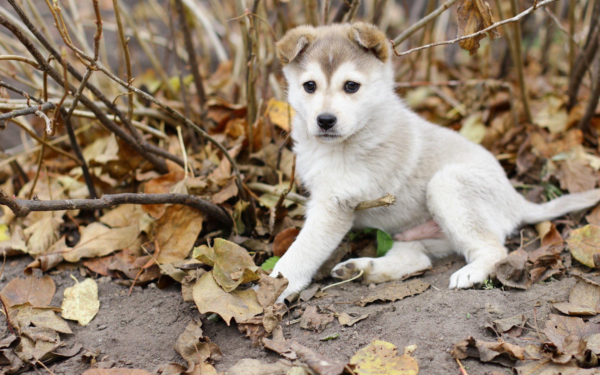perro laika cachorro hojas otoño