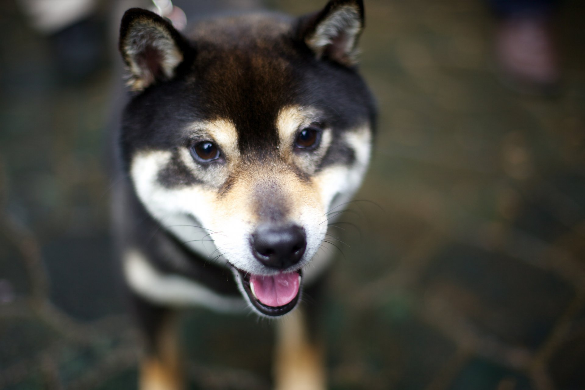 chien langue regard shiba inu