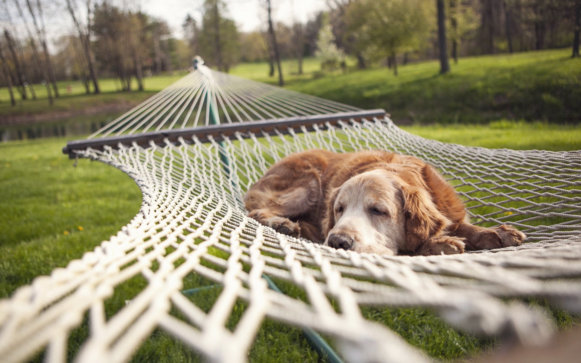 dog hammock summer