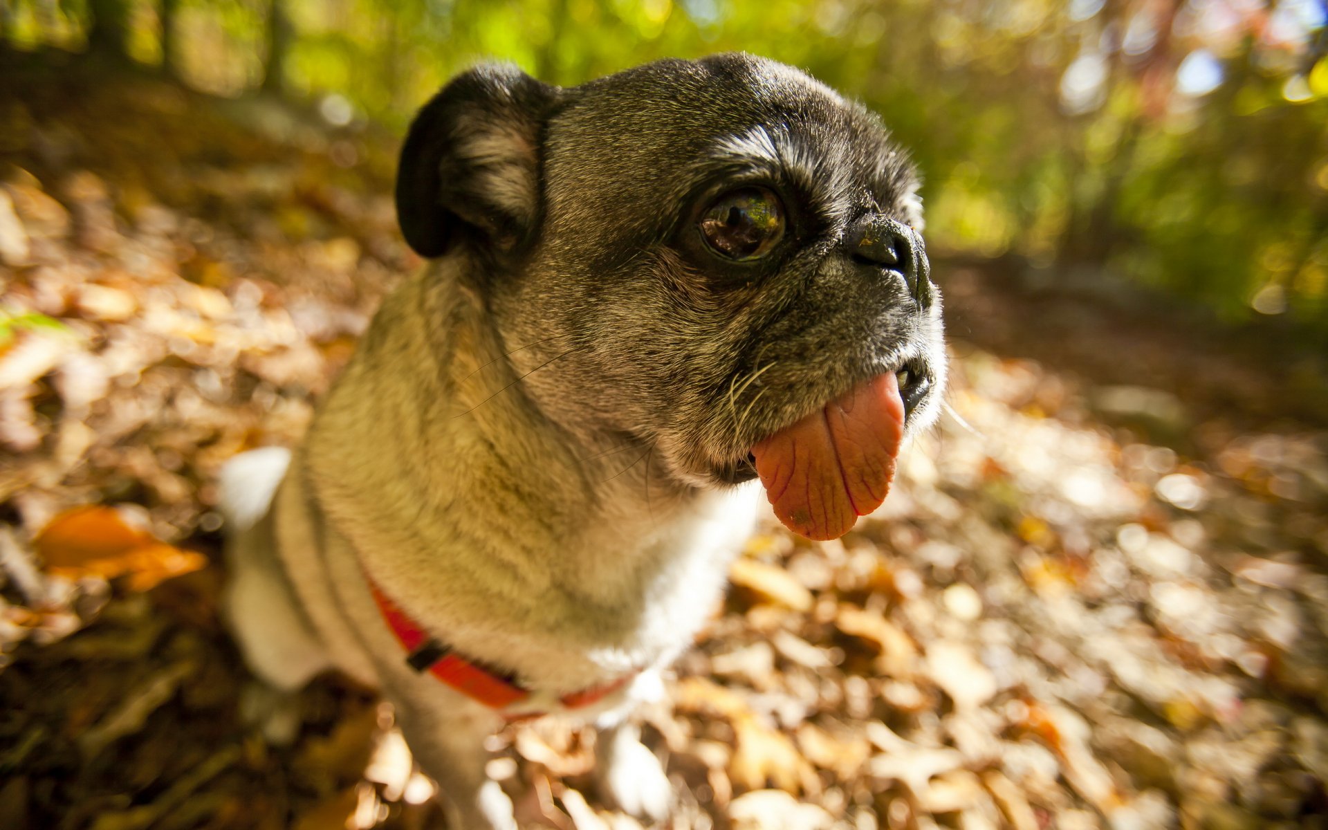 perro pug mirada