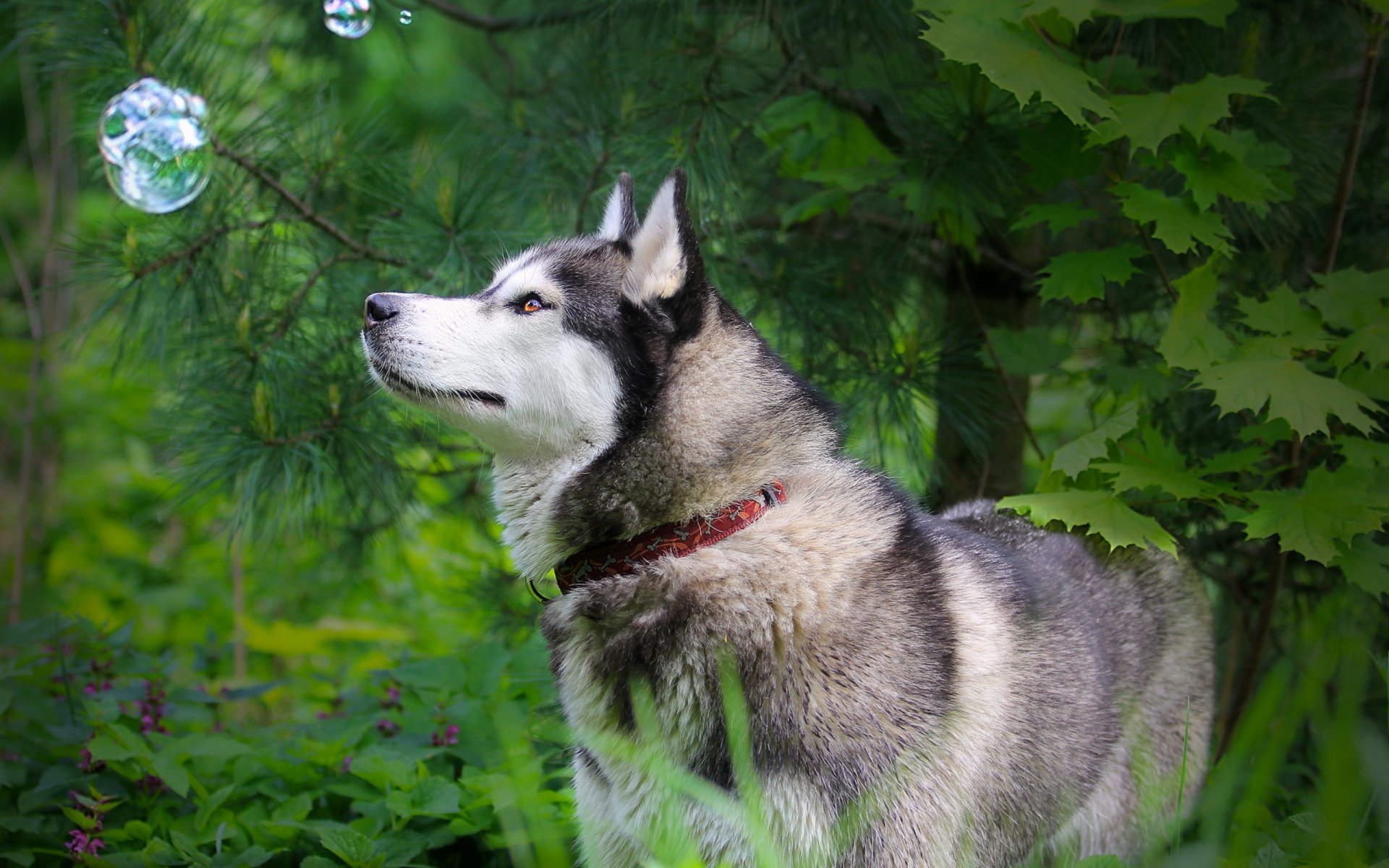 chien hask nature