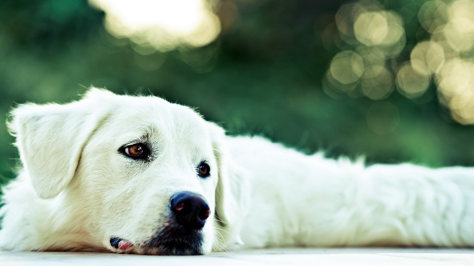 cane sguardo amico