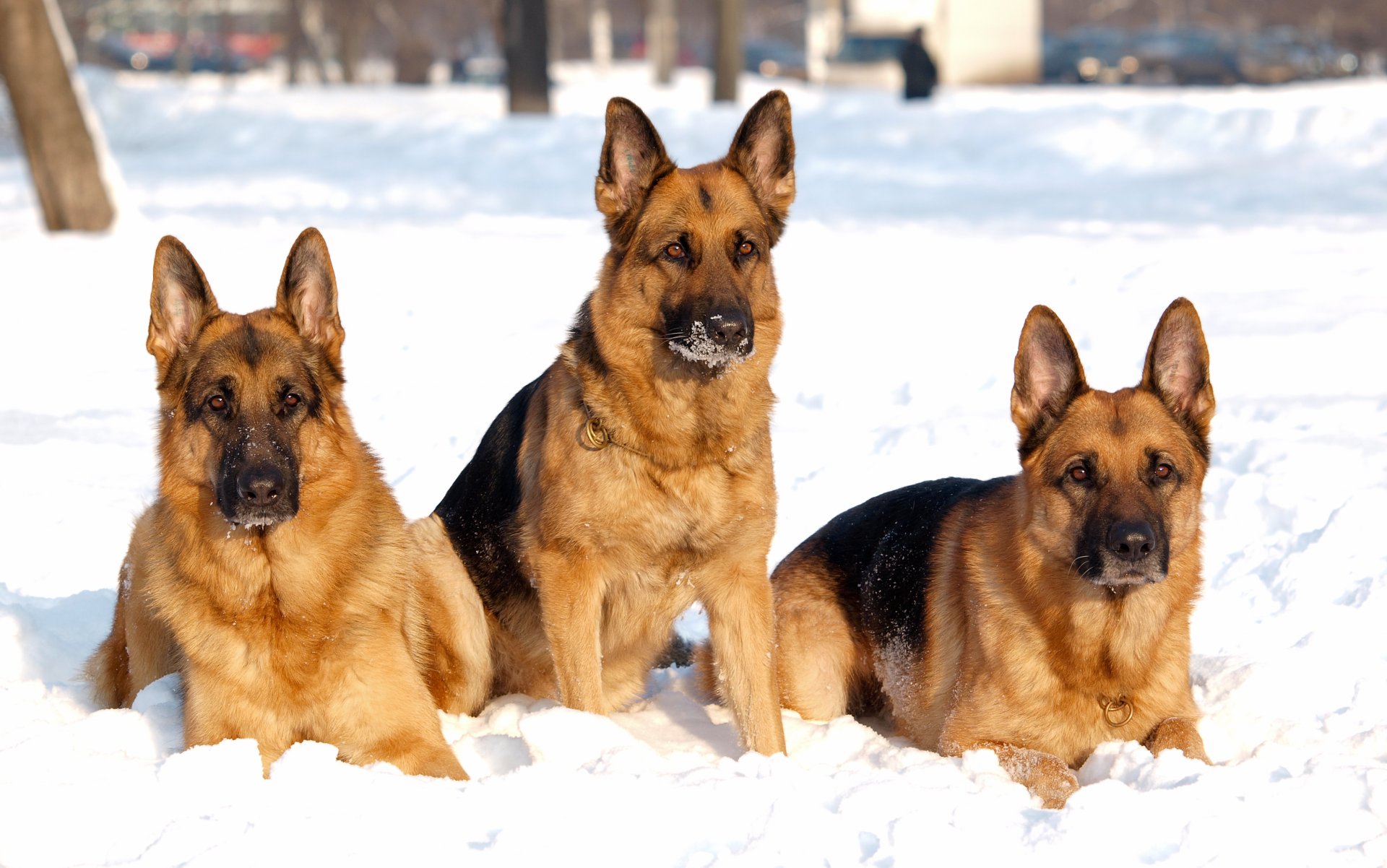 hepherd dog trinity snow winter dog