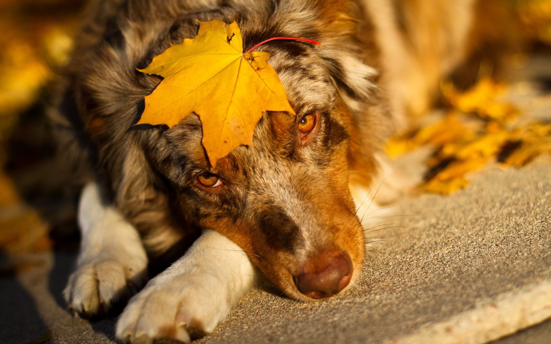 berger australien feuille vue