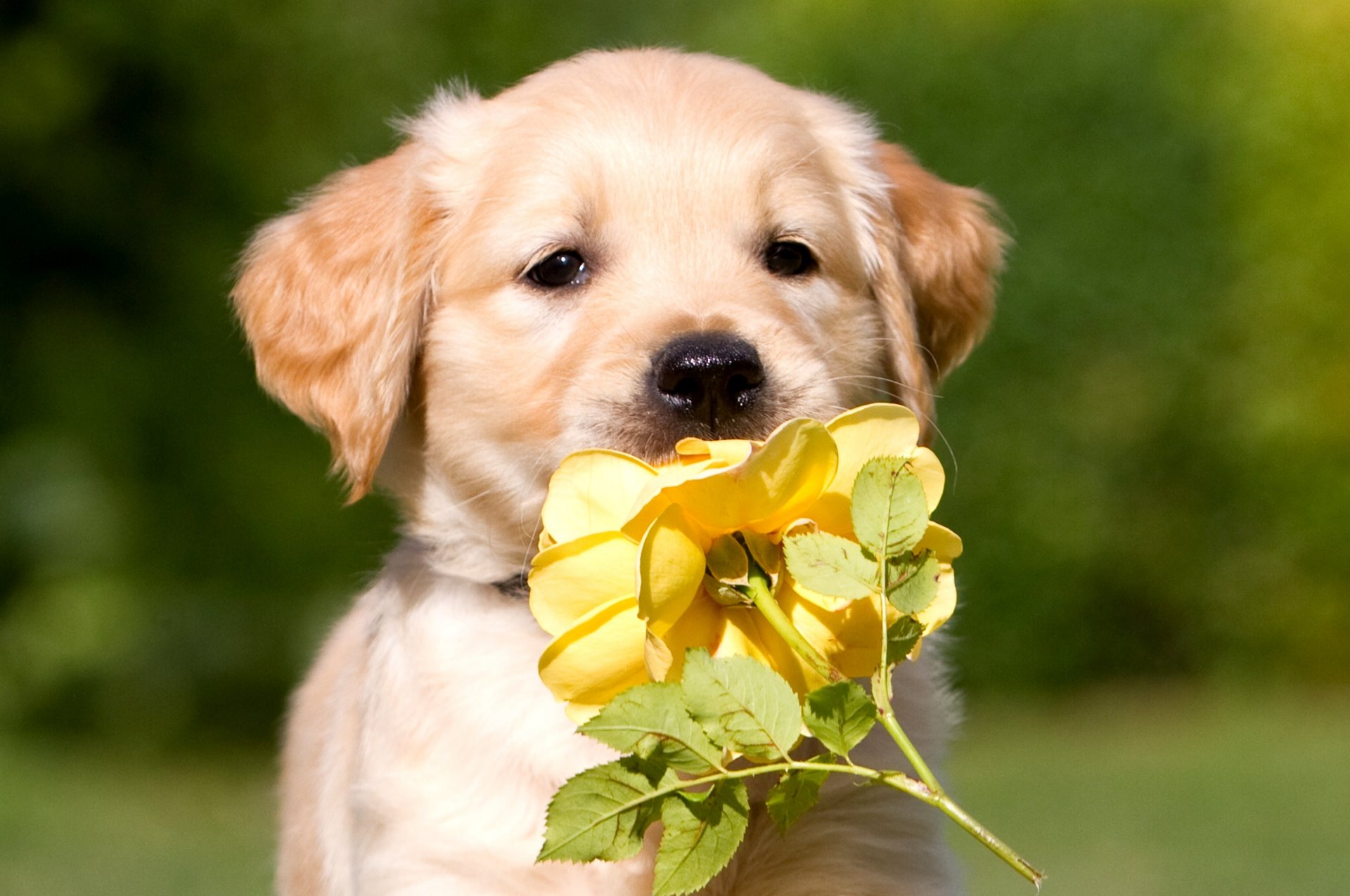 perro cachorro beige color flor rosa amarillo