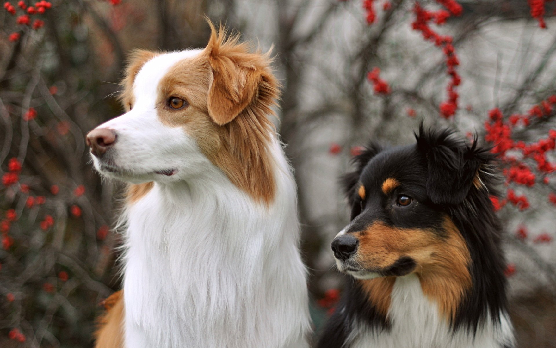 chiens vue fond