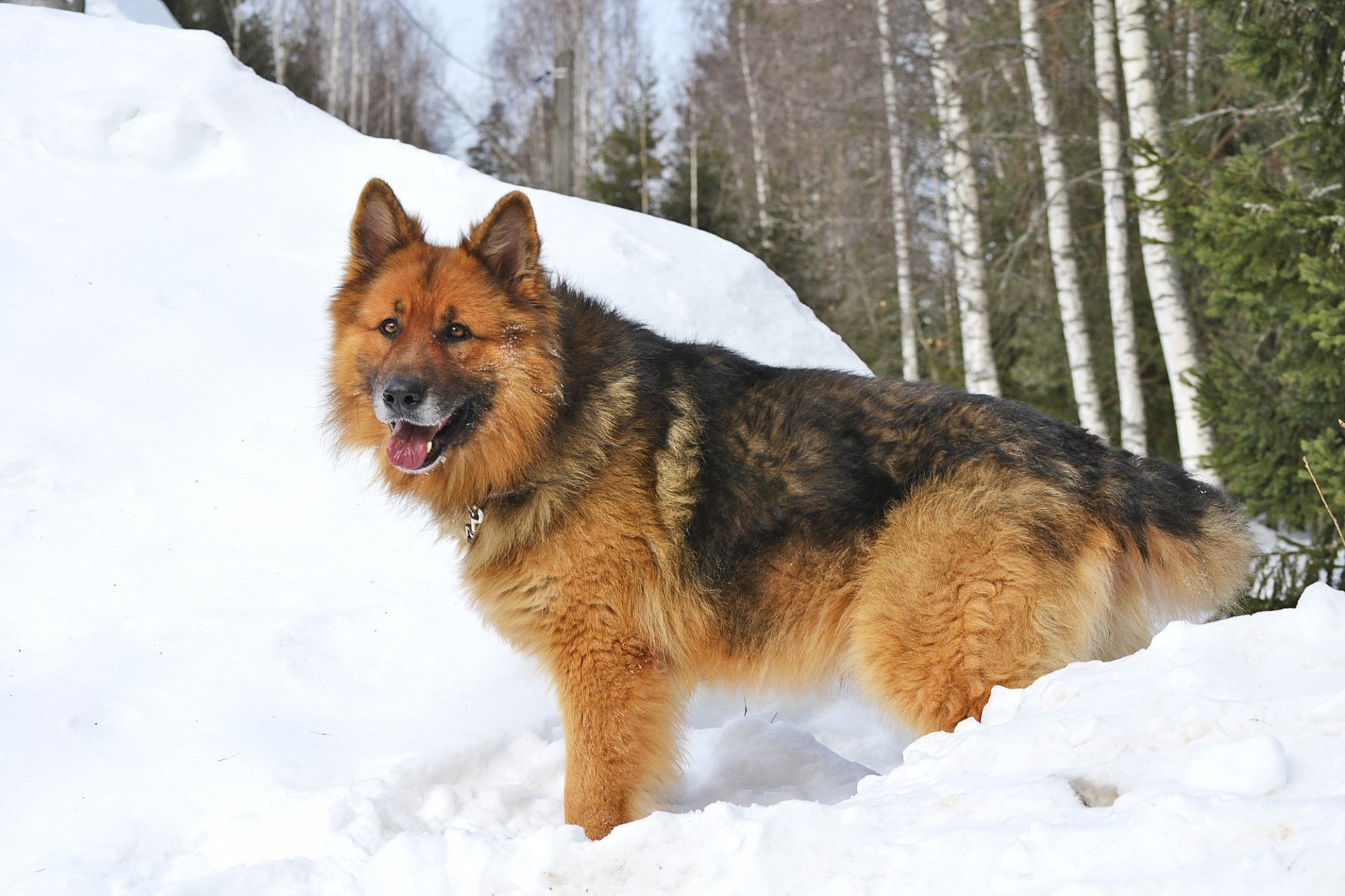 chien berger allemand sherhan hiver forêt