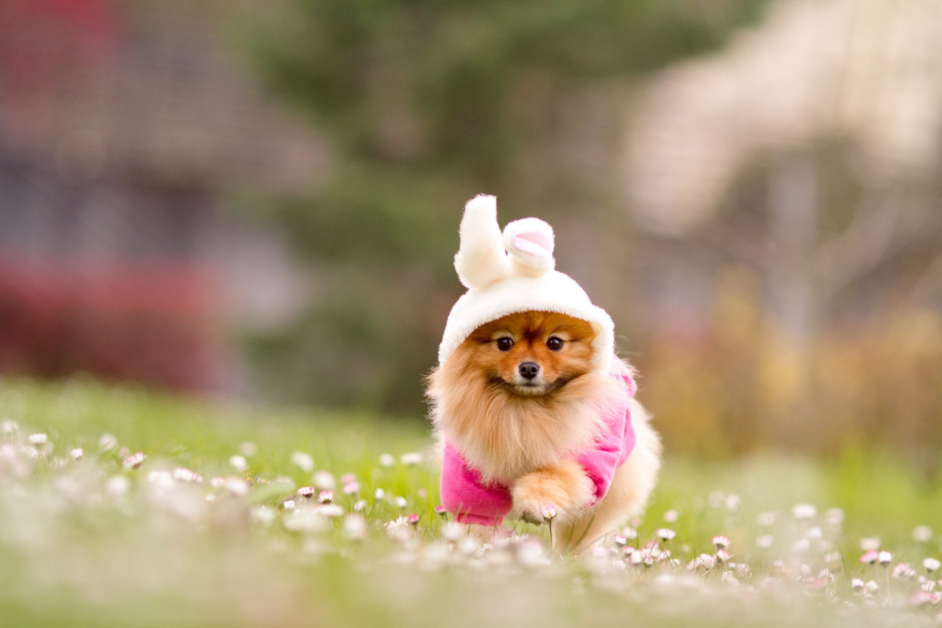 dog red spitz suit bunny nature grass flower blur