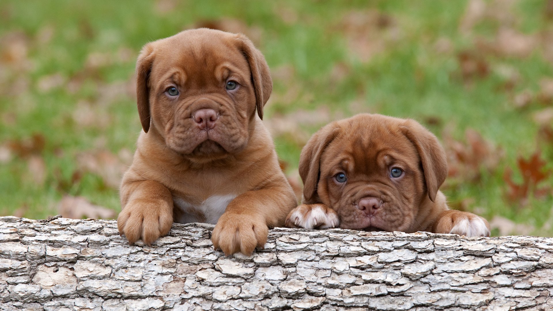 dogue de bordeaux chiots chiens tout-petits