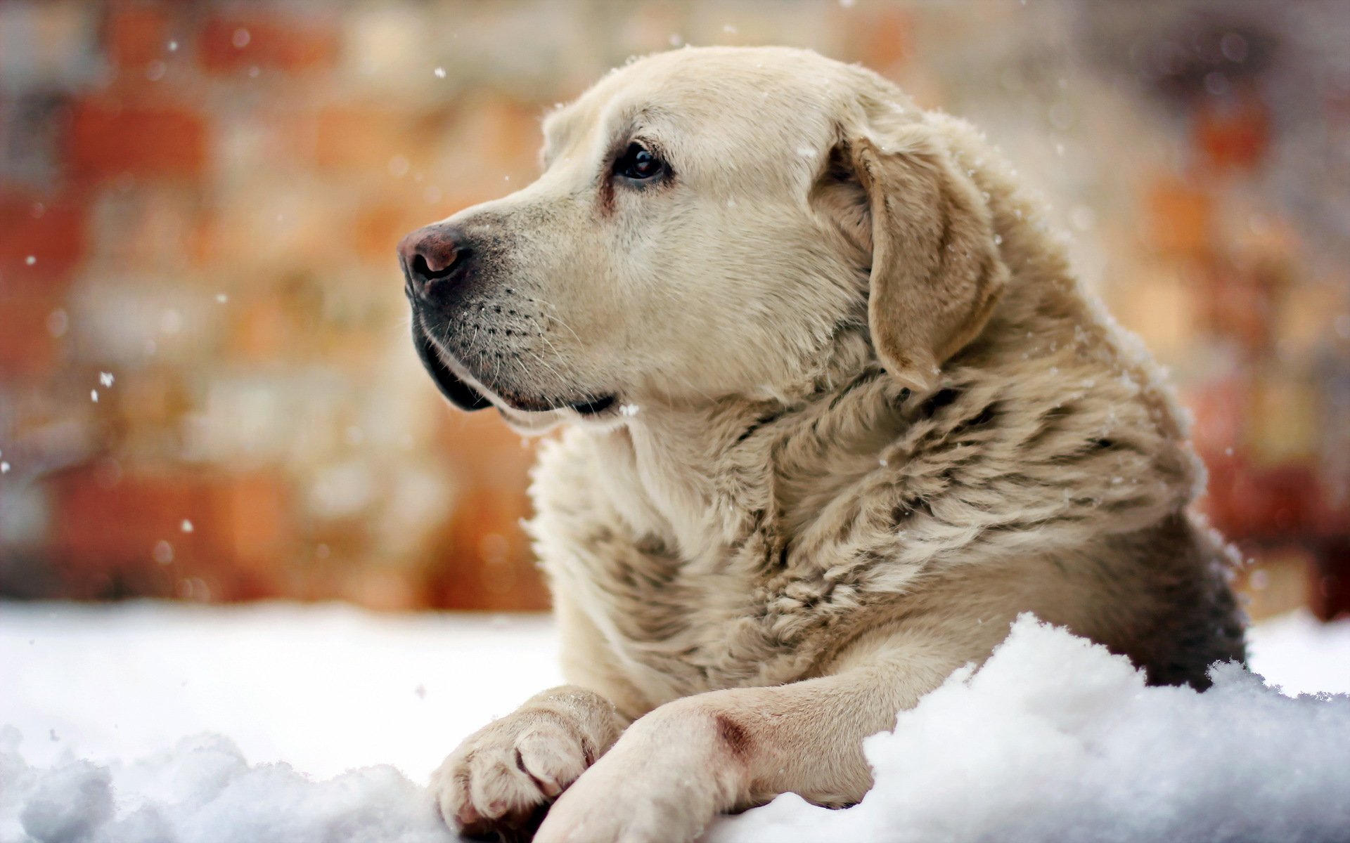chien regard ami