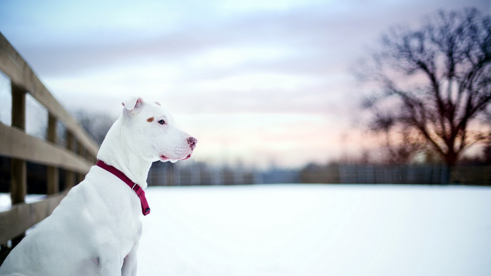 pitbull perro amigo