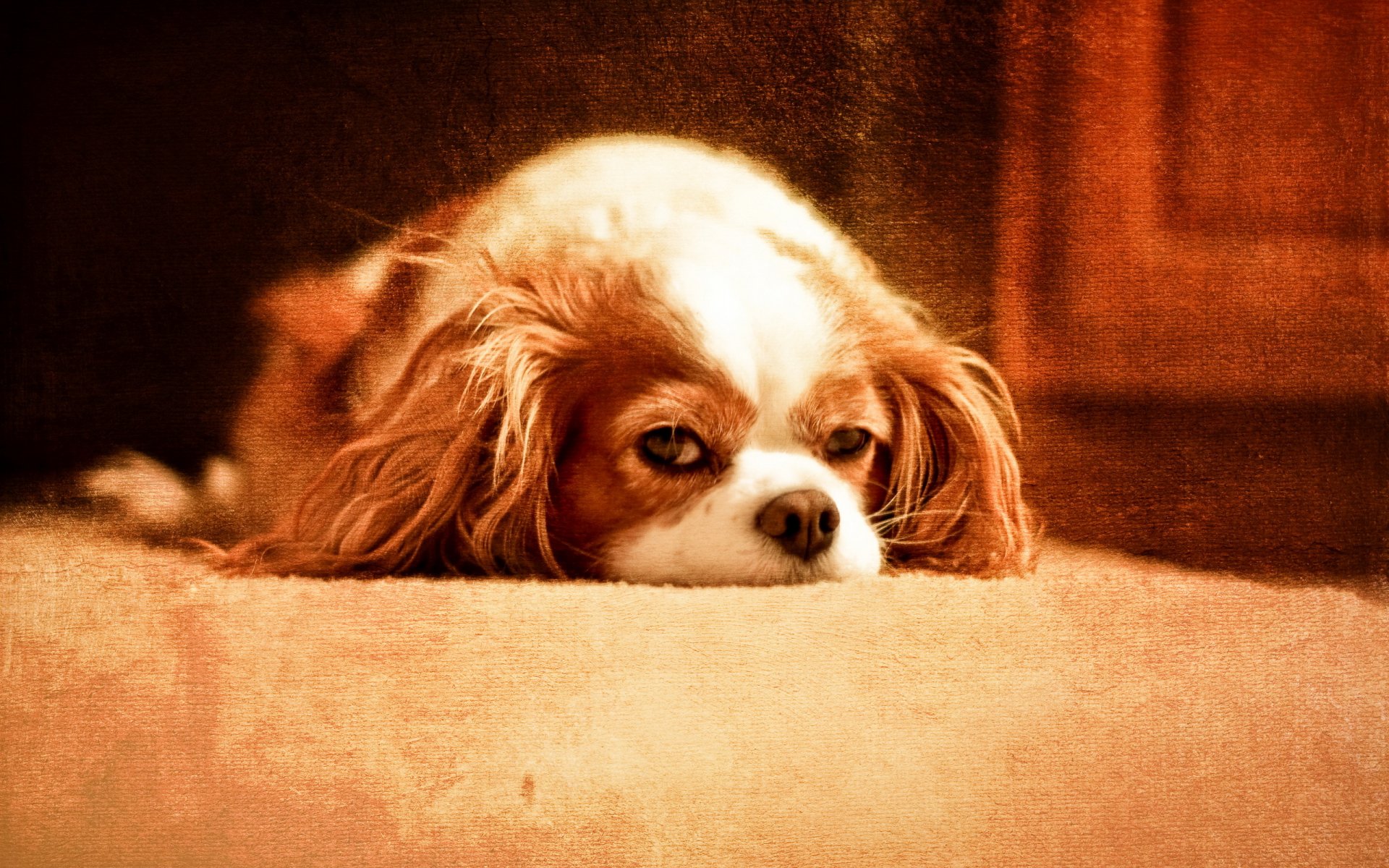 dog background style