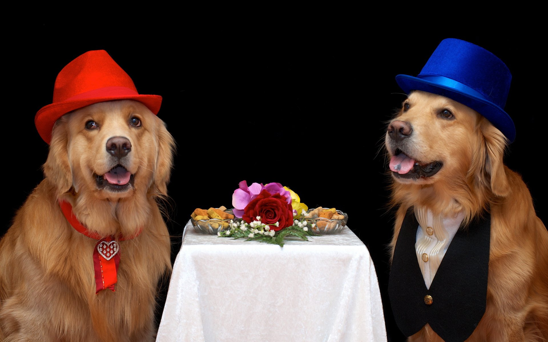 chiens amis fond
