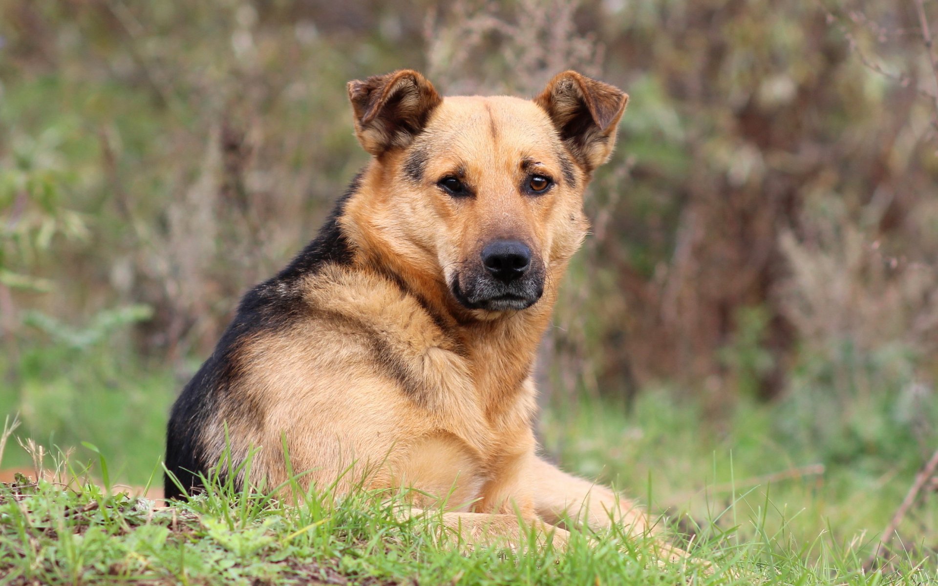 perro mirada amigo