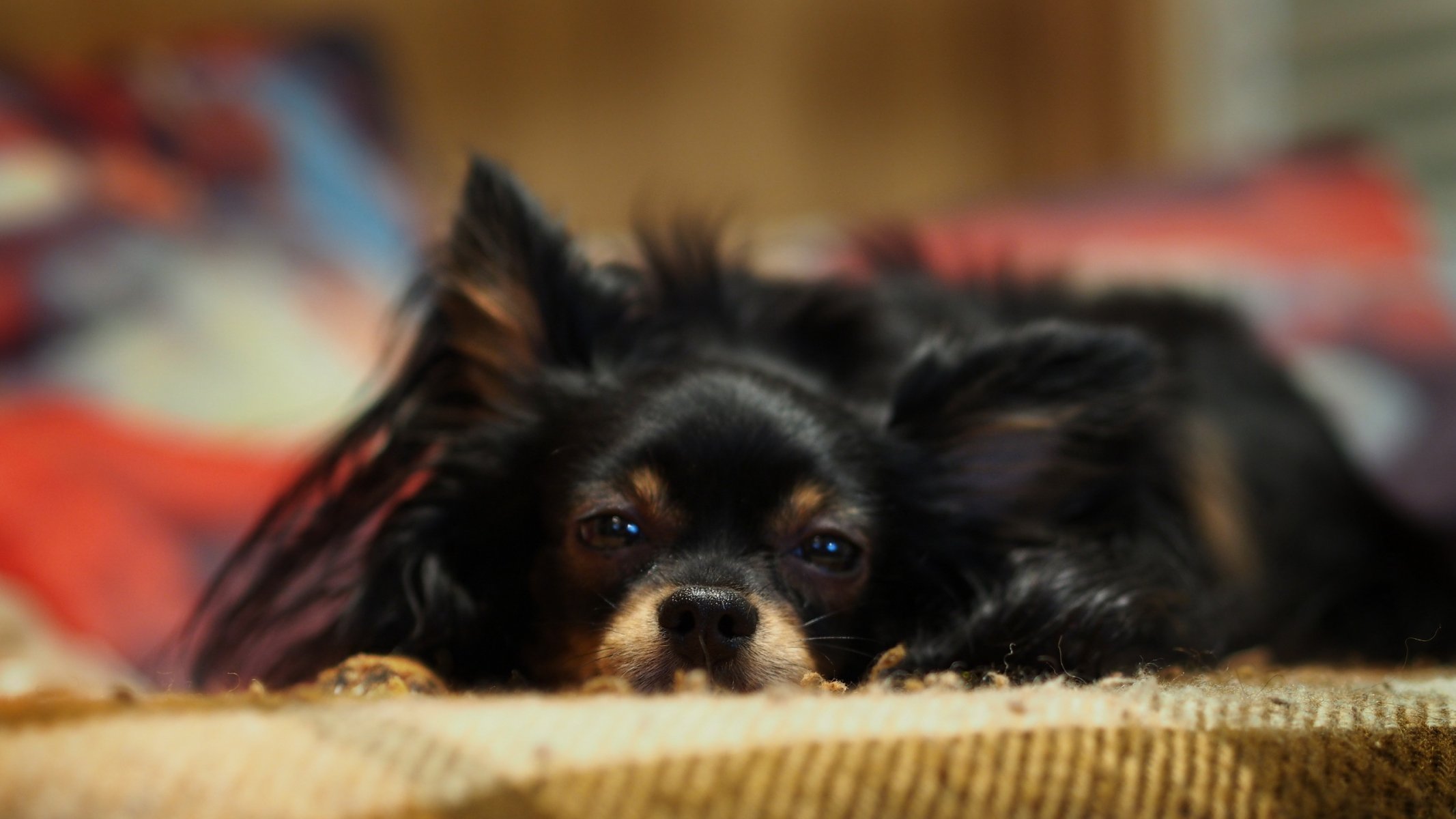 cane casa comfort